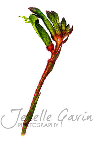 Kangaroo Paw, red & green