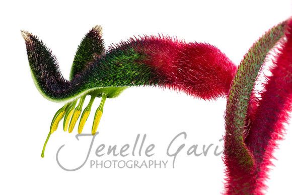 Kangaroo Paw, red & green 2