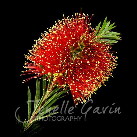 Callistemon, Bottlebrush
