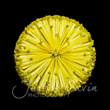 Banksia integrifolia, Coastal Banksia top view
