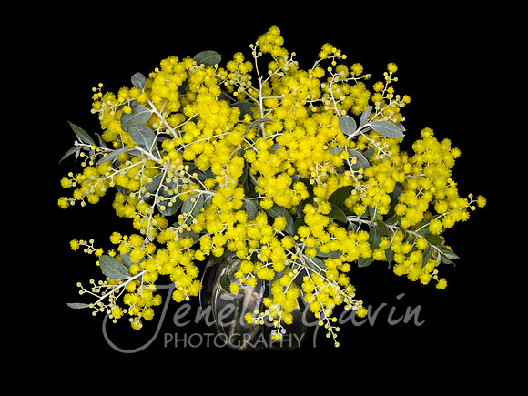 Silver Wattle, Acacia podalyriifolia