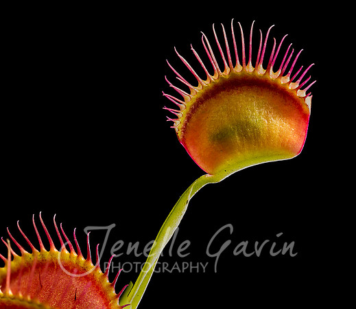 Venus fly trap (with fly)