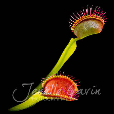 Venus fly trap x2