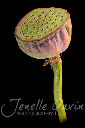 Lotus Seed Pod