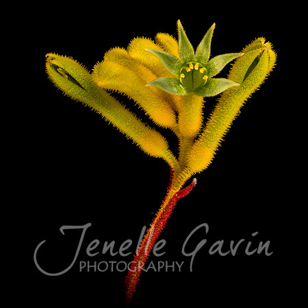Kangaroo Paw "Bush Tenacity"