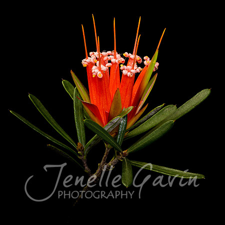 Lambertia formosa, "Mountain devil"