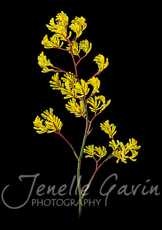 Kangaroo Paw, Yellow and red