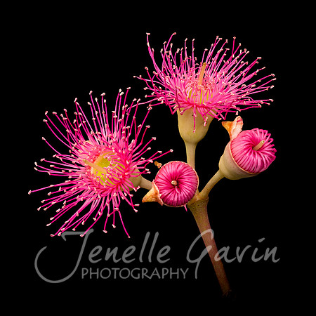 Corymbia "Summer Beauty" #2