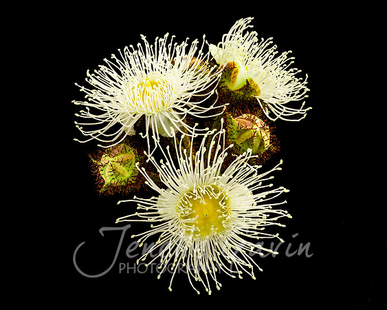 Angophora hispida, Dwarf Apple Gum"