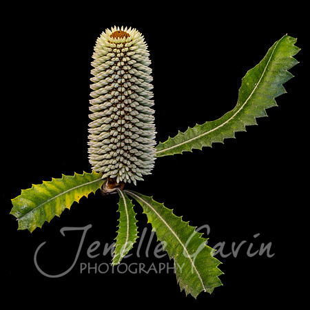 Banksia serrata bud