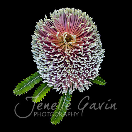 Banksia serrata, "Saw Leaf Banksia"