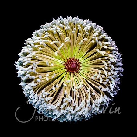 Banksia serrata, "Bird's eye view"