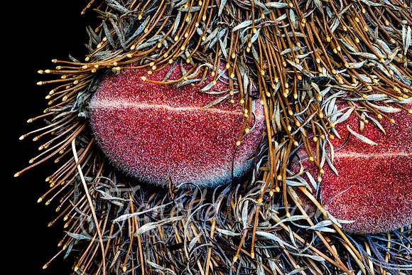 Banksia serrata, "Old Man Banksia"