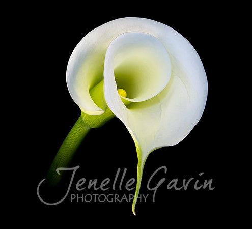 Arum Lily