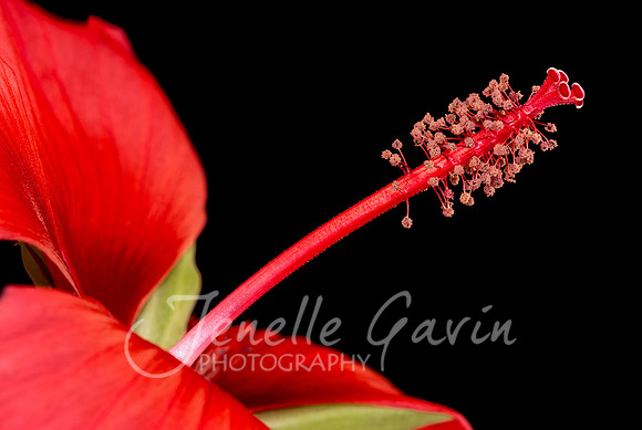 Water hibiscus
