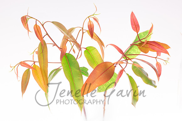 Corymbia leaves, new growth