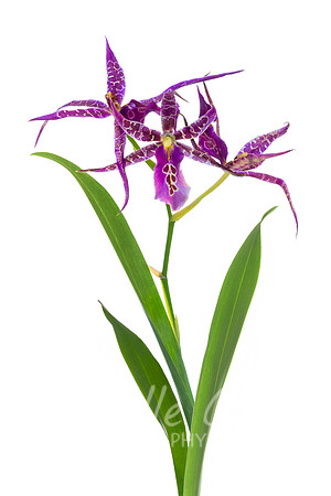 Orchid, Miltassia Aztec Toni