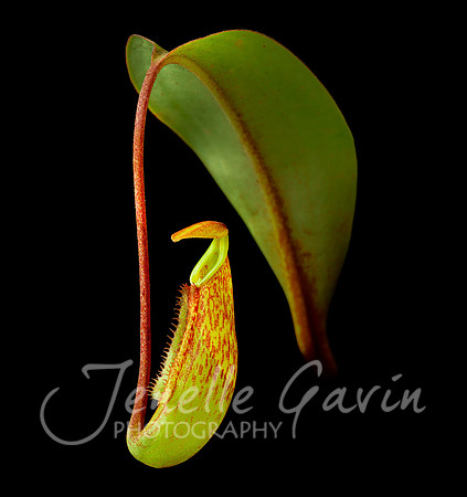 Tropical Pitcher Plant, Nepenthes