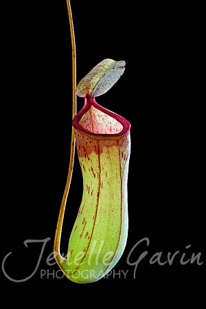 Pitcher Plant #1, Nepenthes St Pacificus