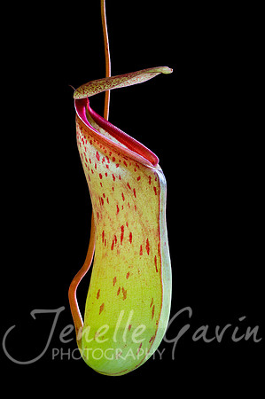 Pitcher Plant #2, Nepenthes St Pacificus