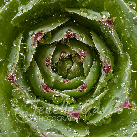 Succulent water drops