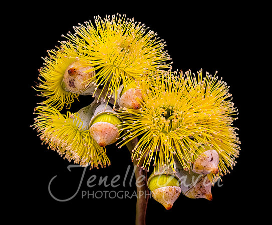 Eucalyptus woodwardii, Yellow Flowering Gum