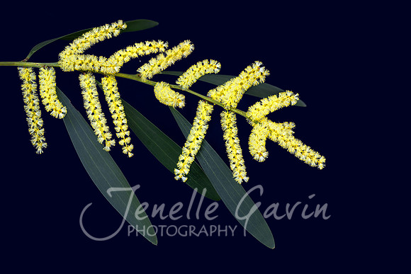 Acacia longifolia, Sydney Golden Wattle