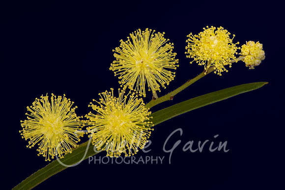 Acacia, wattle