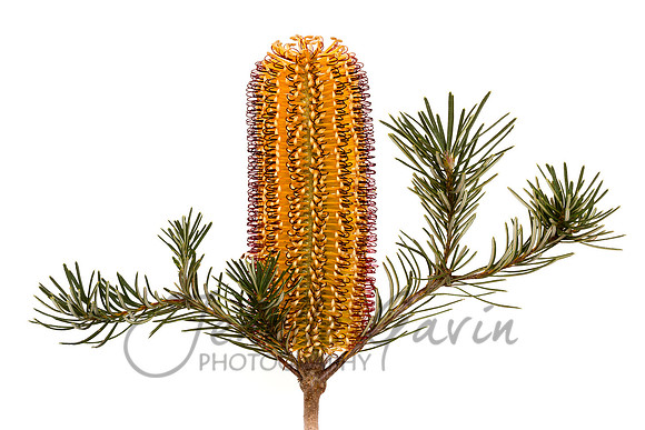 Banksia "Birthday Candles" #2