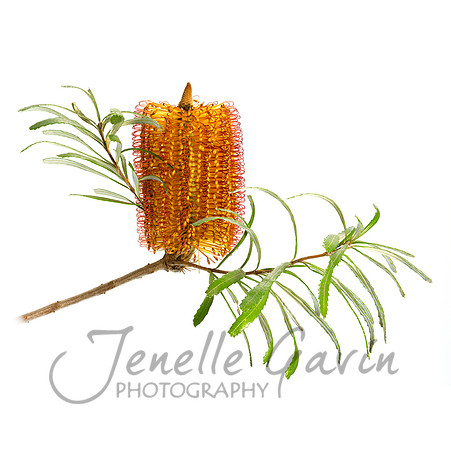 Banksia spinulosa #2