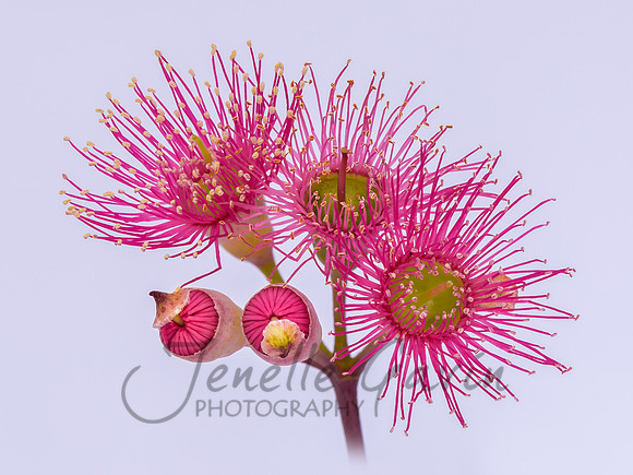 Corymbia "Summer Glory"
