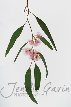 Mugga Ironbark #2, Eucalyptus sideroxylon