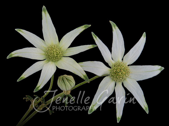Flannel Flowers #2, Actinotus helianthi