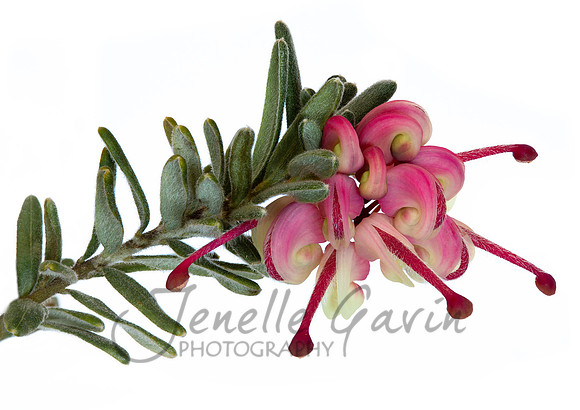 Woolly Grevillea, Grevillea lanigera #1