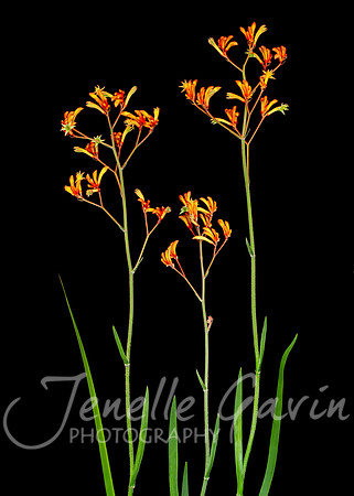 Kangaroo Paw, Orange #2