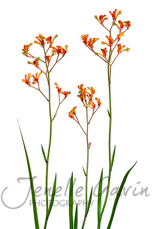 Kangaroo Paw, Orange #3