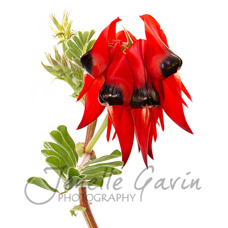 Sturt's Desert Pea #1, Swainsona formosa